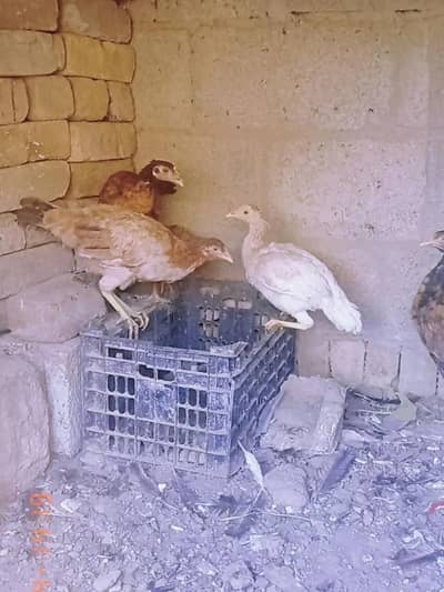 4 murguin jais chahie vah rasta Karen saat rabbit, 1000 ka