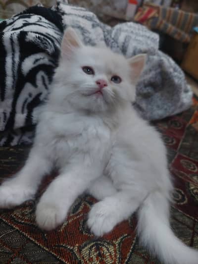White Persian triple coat.
