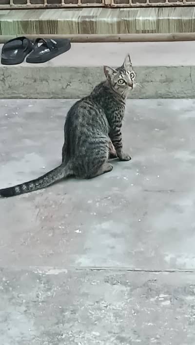 10 Months Old Female Cat For Sale