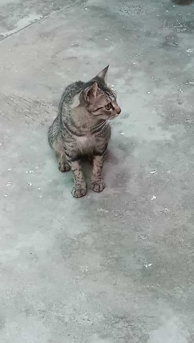 10 Months Old Female Cat For Sale