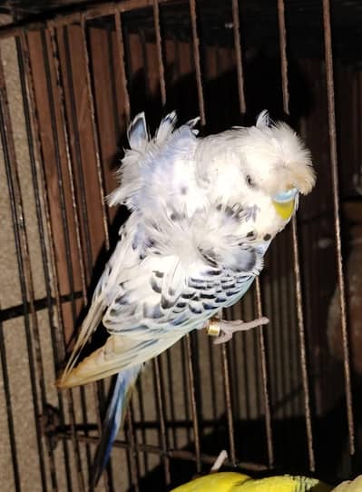 hogo male ready for sale