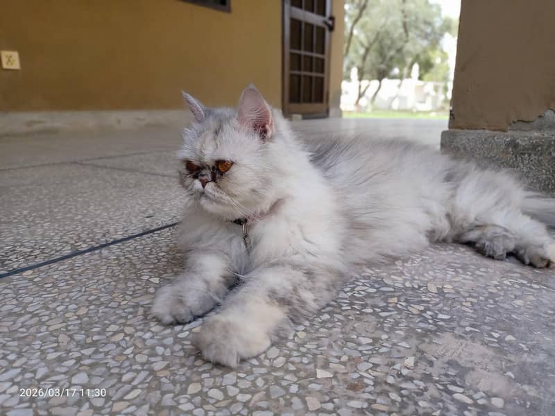 Persian Cat 0