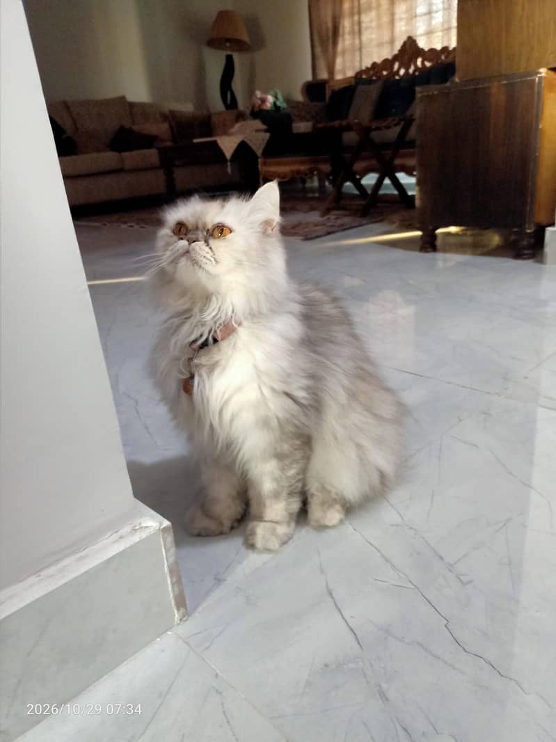 Persian Cat 1