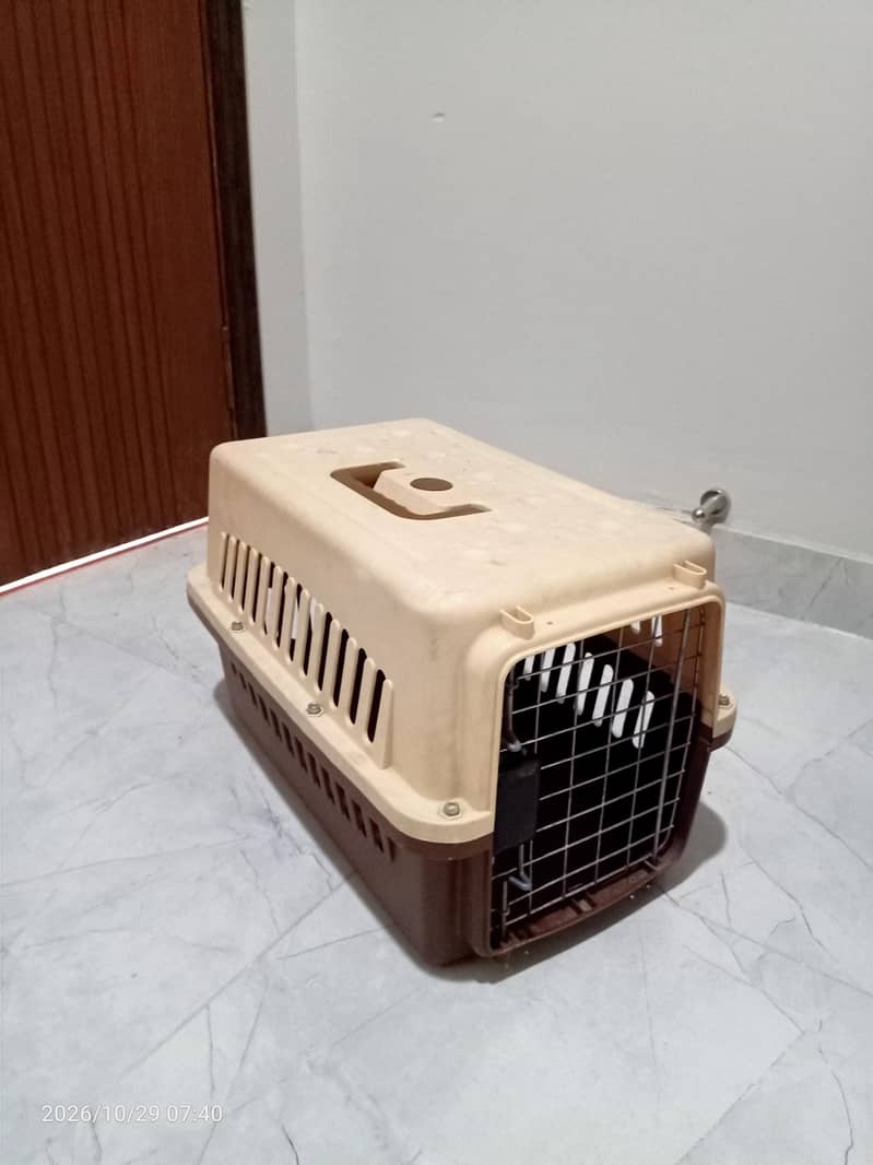 Persian Cat 4