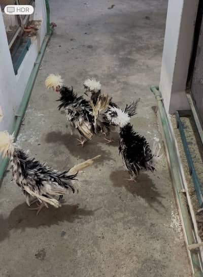 Molted Frizzle Polish