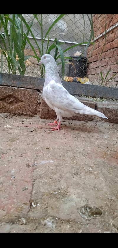 SLETA MALEFOR SALE