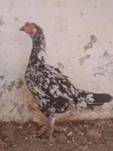 Aseel Egg Laying Hens