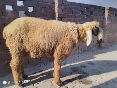 عنوان: دیسی کراس چھترا فروخت کے لیے دستیاب  تفصیل: