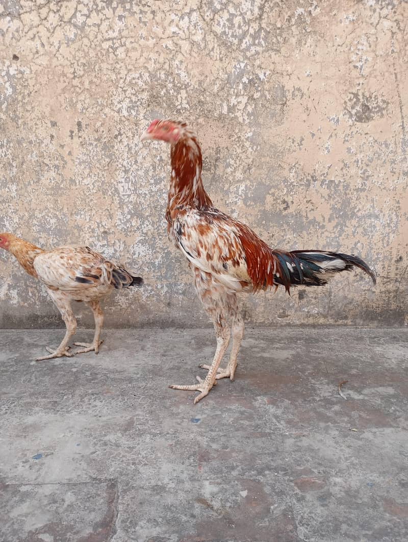 aseel pair 3