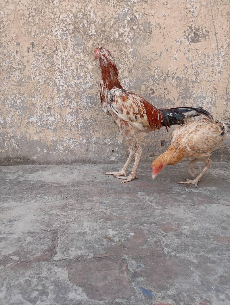 aseel pair 5