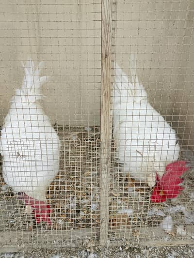 Farmi Cock