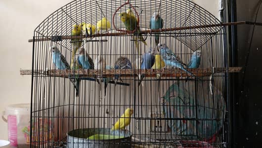 budgies 1000 Pair (Fixed)