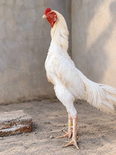 king o shamo premium Quality Long heighted 100% breeder pair available