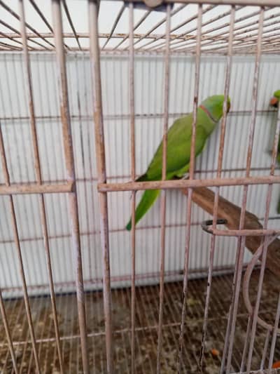 GREEN RING NECK 3 PAIR BREEDER EACH PAIR 15 THOUSEND