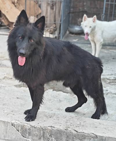 Black Garmen Shefat Pink pedigree Male