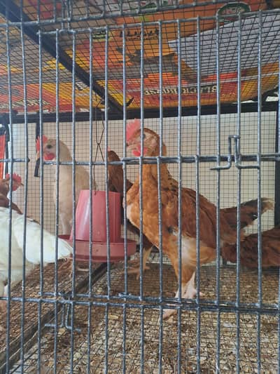 Golden misri chicks