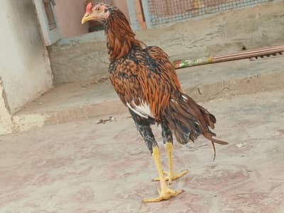 pure aseel cheena patha