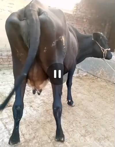 achi nasal ki cow milk 11 kg 3 month ki sui gbn b hui