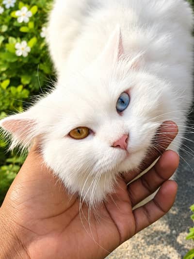 PERSIAN CAT TWO COLOUR EYES MOST BEAUTIFUL CAT