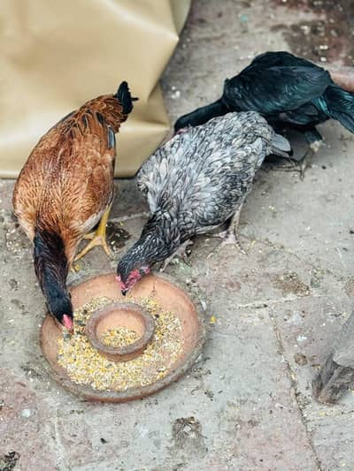 pure aseel three female available healthy and active home breed