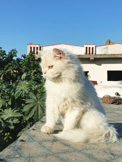 Persian male
