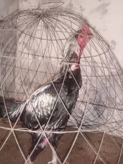 100/ quality bird available