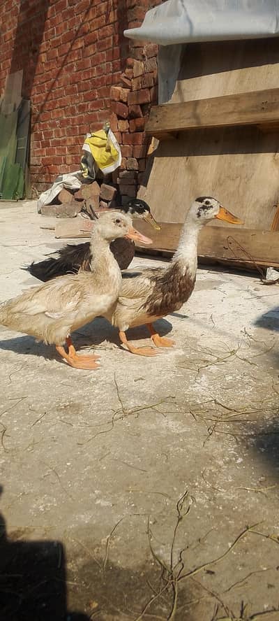 desi ducks 3 piece hay 6 month age hay full active hay urgent sale