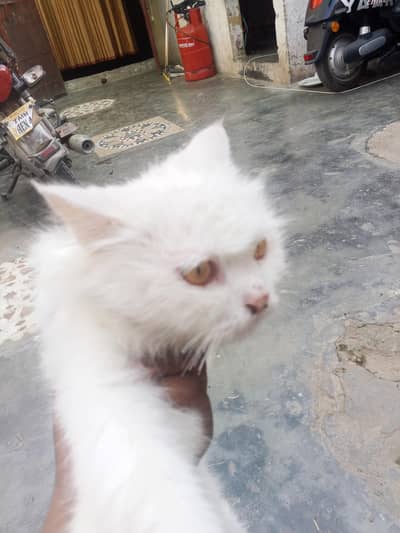 this is very cute cat