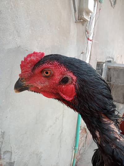 thai aseel long hight 03014628191 ye number py rabta kre