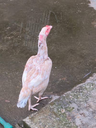 male female asel murgiya lasani jawa amroha nasal