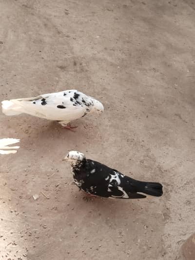 black and white pair hai kmaal cheez hai