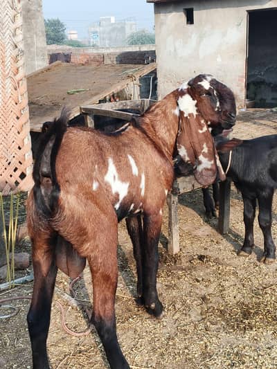 Breeder Bakra/ goats for sale in Lahore