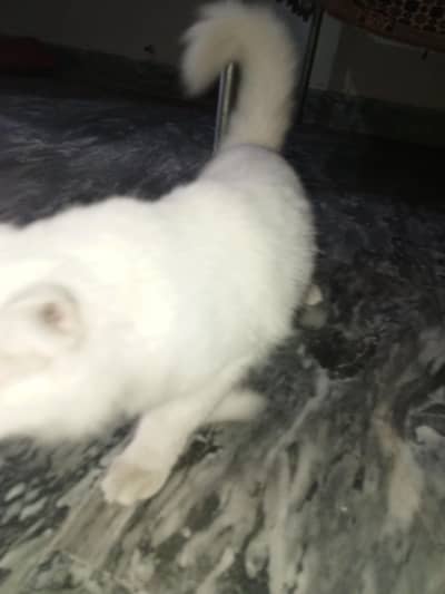 my lovely cat female