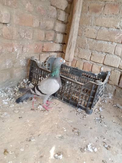 pigeon