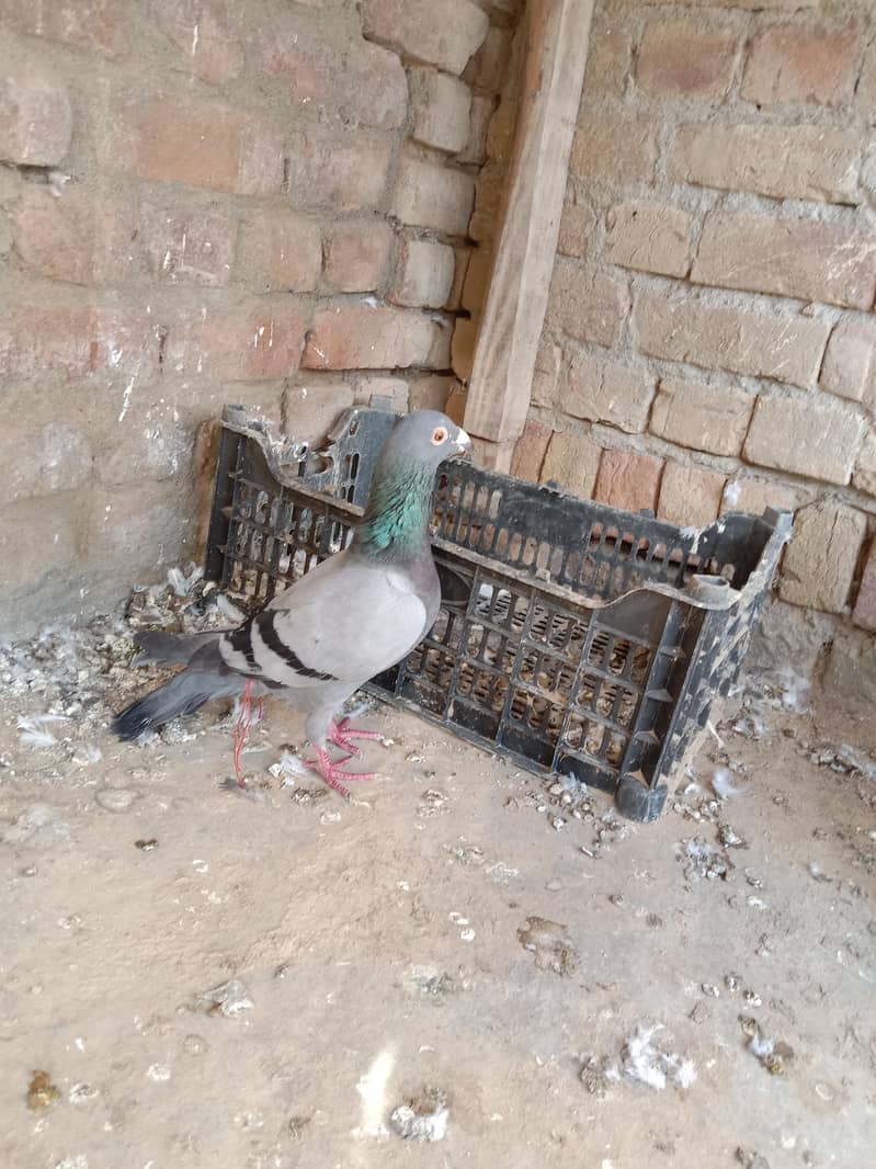 pigeon 0