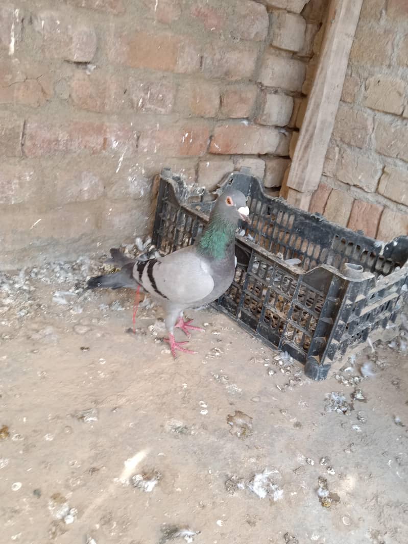 pigeon 1