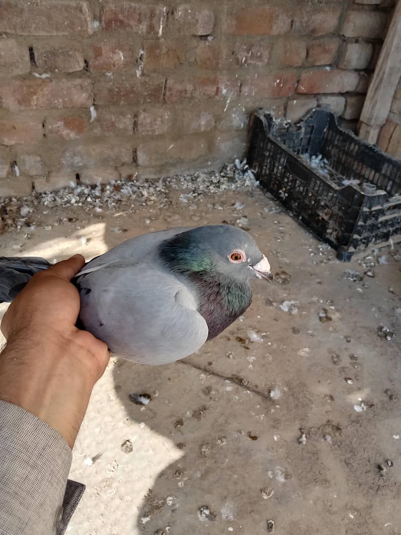 pigeon 2