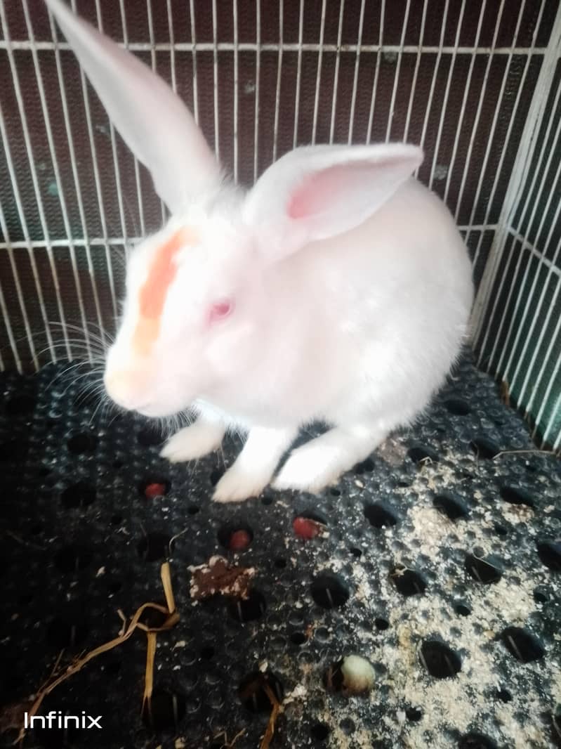 breeder mali full active and healthy WhatsApp number 03183042166 ...