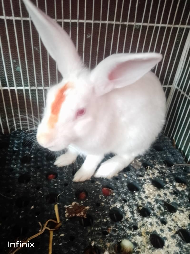 breeder mali full active and healthy WhatsApp number 03183042166 ...