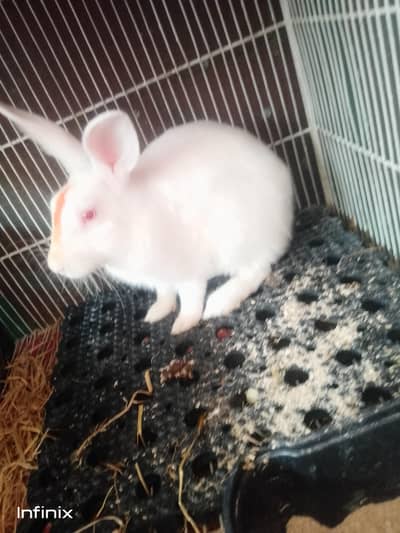 breeder mali full active and healthy WhatsApp number 03183042166