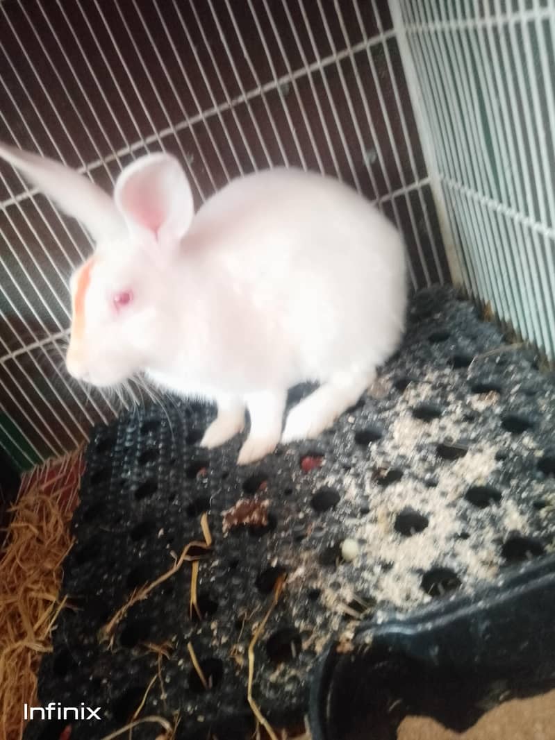 breeder mali full active and healthy WhatsApp number 03183042166 ...