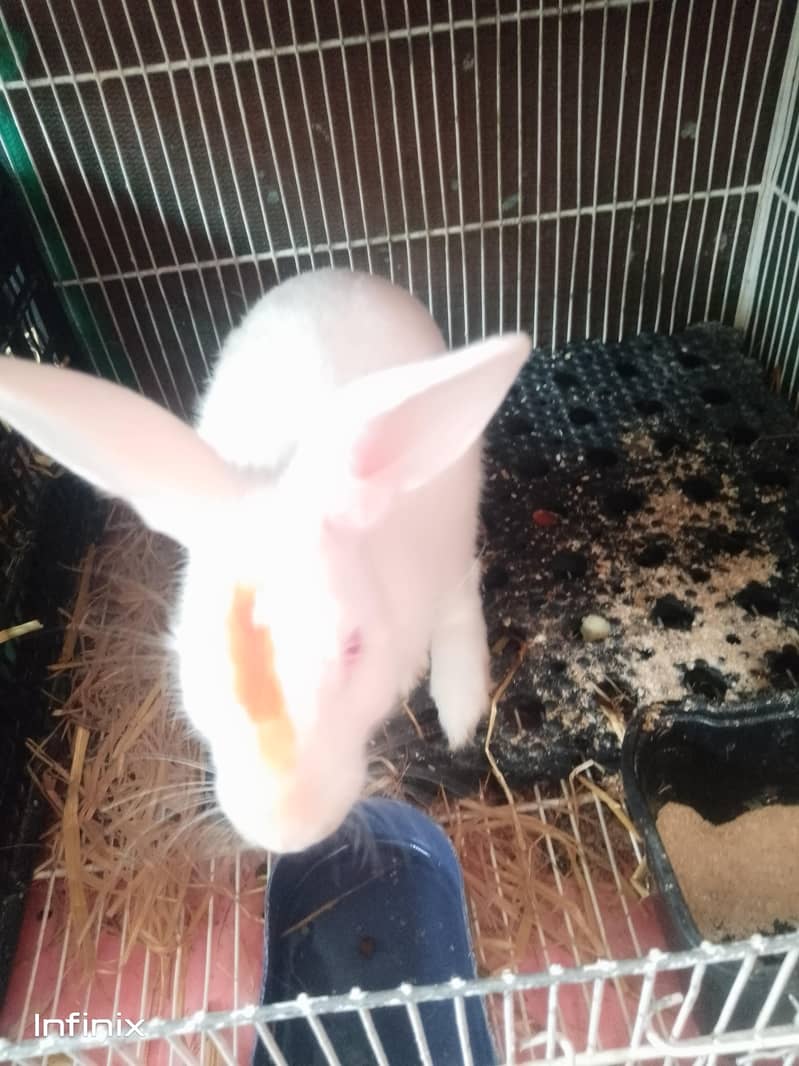 breeder mali full active and healthy WhatsApp number 03183042166 ...