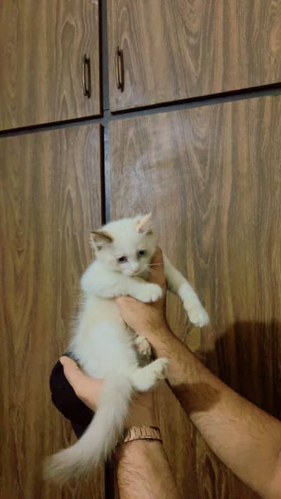 Persian Kitten| sami face | high quality | triple coated  Blue eyes