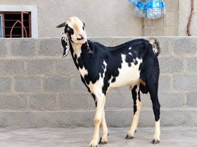 Bakra anddo