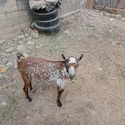 Teddy barbari 2male for sale