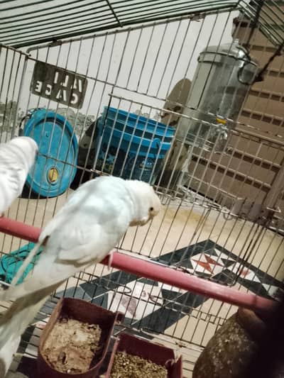 for sale