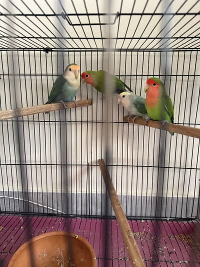 Lovebird rosecolli breeding pairs bonded