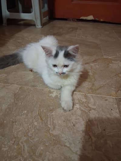 Persian cat