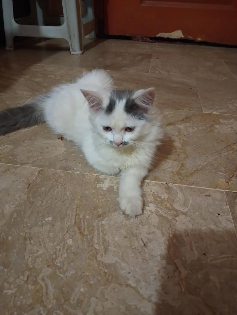 Persian cat 0