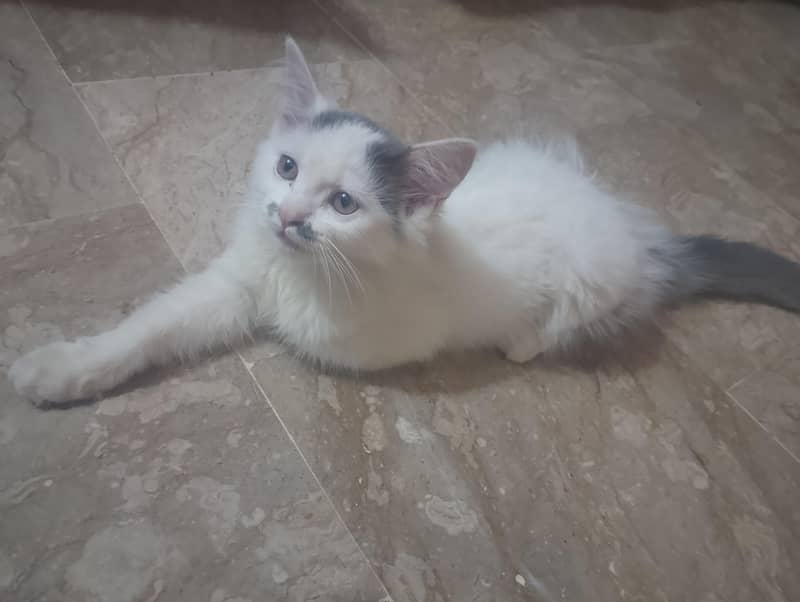 Persian cat 1